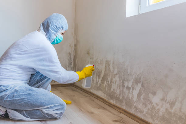 Licensed Mold Remediation service in Loretto, TN - WQB Mold Removal