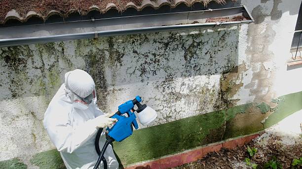 Top rated local Mold Remediation specialists in Loretto, TN